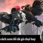 Bí kíp cách xem lối đá gà chọi hay
