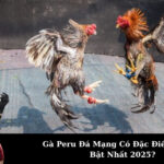 Gà Peru Đá Mạng Có Đặc Điểm Gì Nổi Bật Nhất 2025?