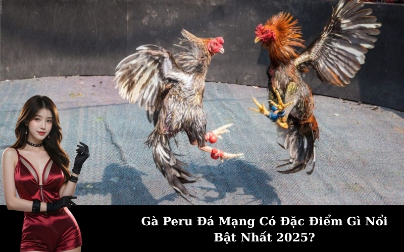 Gà Peru Đá Mạng Có Đặc Điểm Gì Nổi Bật Nhất 2025?